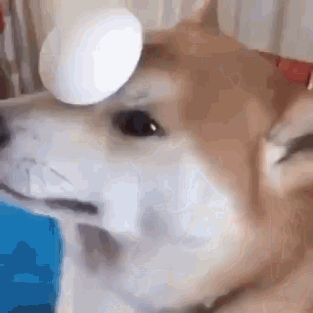Dog Shiba Inu GIF - Dog Shiba Inu Egg GIFs