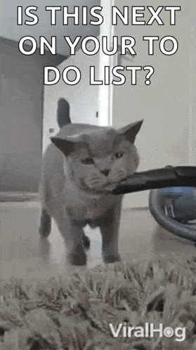 a cat is holding a vacuum cleaner in its mouth and says is this next on your to do list ?