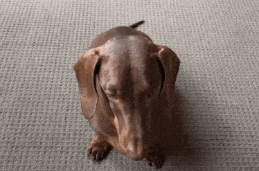 Dachshund Dog GIF - Dachshund Dog Stare GIFs