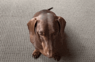 a brown dachshund sitting on a carpet looking up at the camera