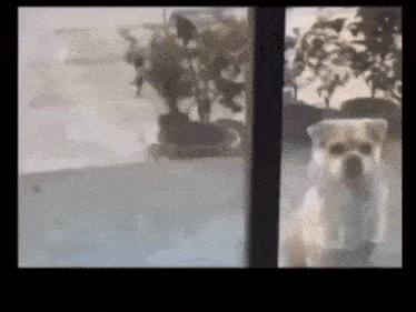 a dog is looking out of a window at a plant .