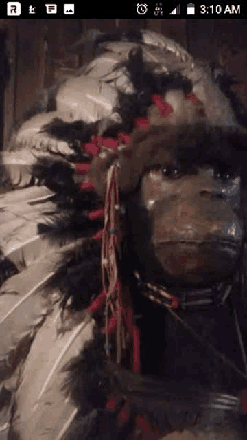 a monkey wearing a native american headdress on a cell phone screen .