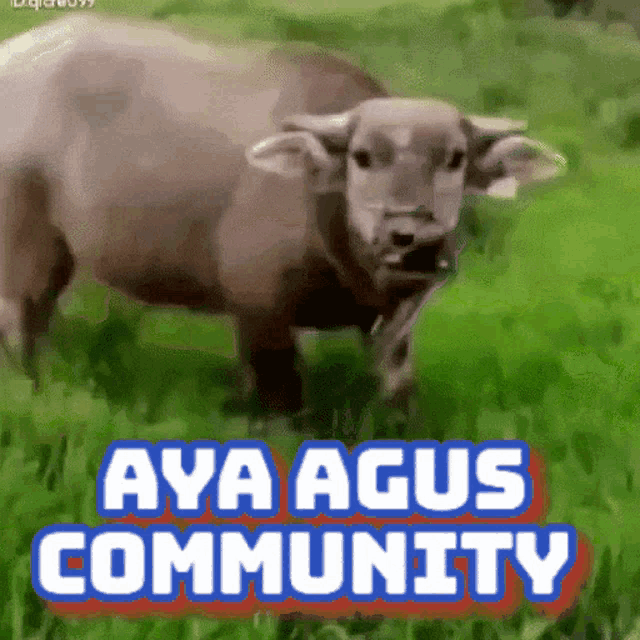 a water buffalo standing in a grassy field with the words " aya agus community " above it