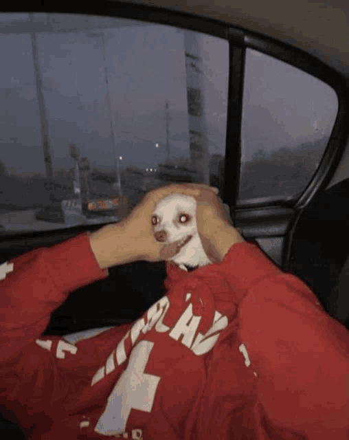 a person wearing a red play sweatshirt holds a small dog