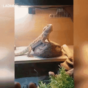 Wave Waves Back GIF - Wave Waves Back Reptile GIFs