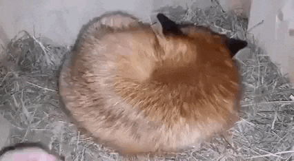 a red fox is curled up in a ball on a pile of hay .