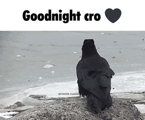 a black bird sitting on a rock with the words " goodnight cro " below it