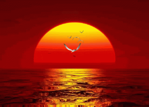 Sunset Ocean GIF - Sunset Ocean Birds Flying GIFs