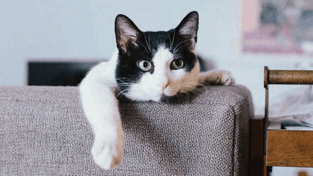 a black and white cat is laying on a couch and looking at the camera