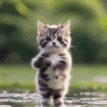 a kitten is standing in the water on its hind legs .