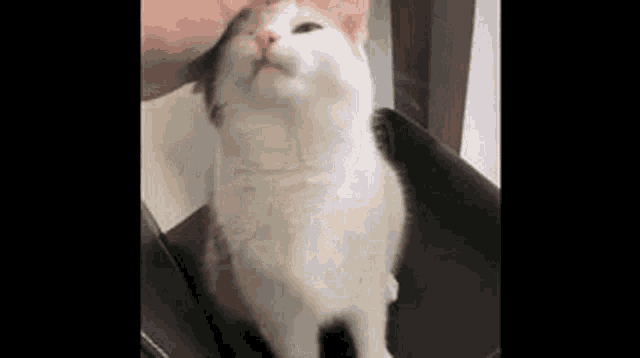 a white cat is being petted by a person on a chair .