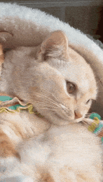 a close up of a cat laying on a bed