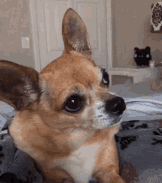 Cute Dog GIF - Cute Dog Chihuahua GIFs