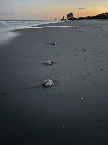 a beach with a building in the background and a few seashells in the sand