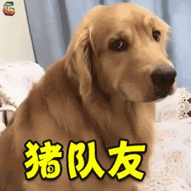 金毛犬 狗 可爱 嫌弃 猪队友 GIF - Golden Retriever Dog Cute GIFs