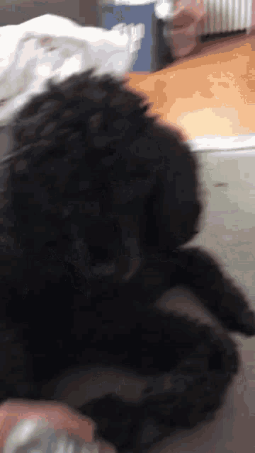 a blurry picture of a black dog laying down