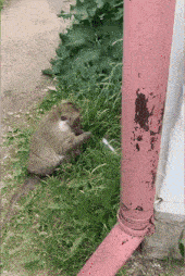 a monkey sits in the grass near a pink pipe