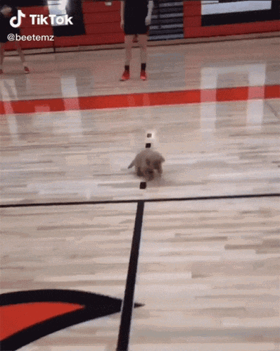 a dog is walking on a basketball court with a tiktok watermark