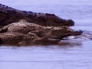 a group of alligators laying in the water