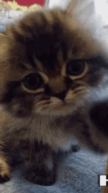 a close up of a cat laying on a blanket looking at the camera