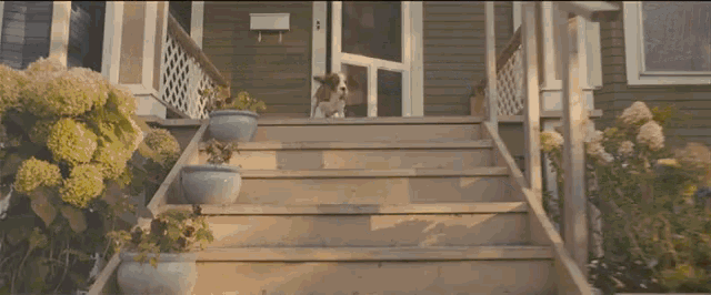 Excited Running GIF - Excited Running Happy Dog GIFs