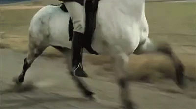 Go Go Go GIF - Horse Horses Equine GIFs