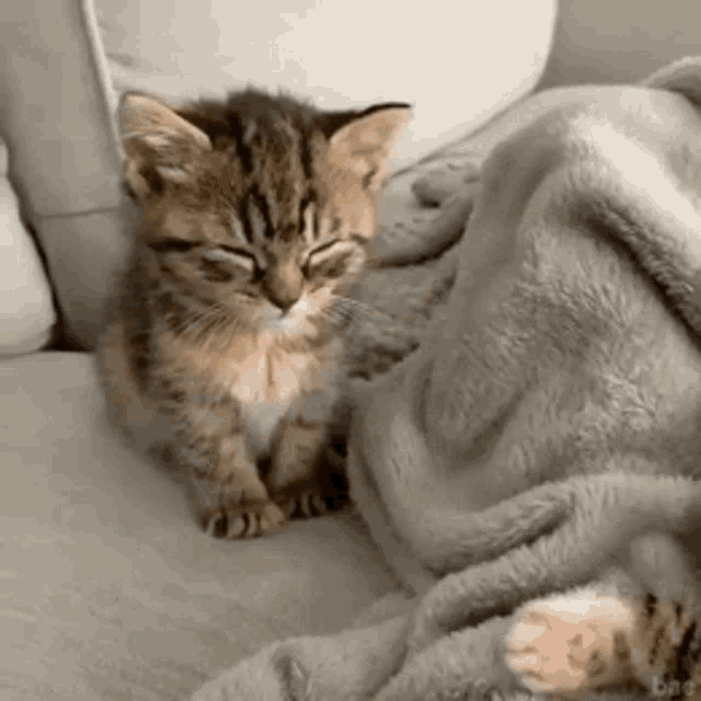 a small kitten is sitting on a couch next to a blanket .