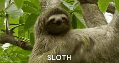 Sloths Funny GIF - Sloths Funny Sloth GIFs