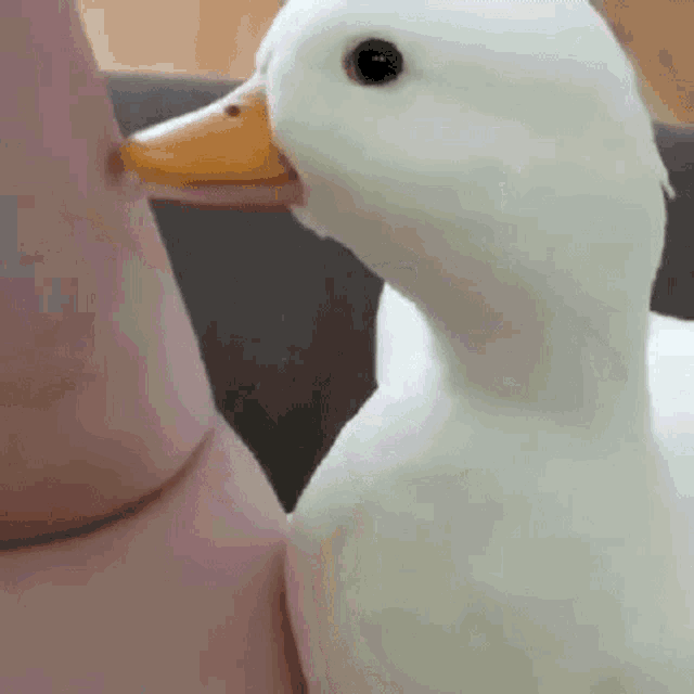 Goose Baby Goose GIF - Goose Baby Goose Ganso GIFs