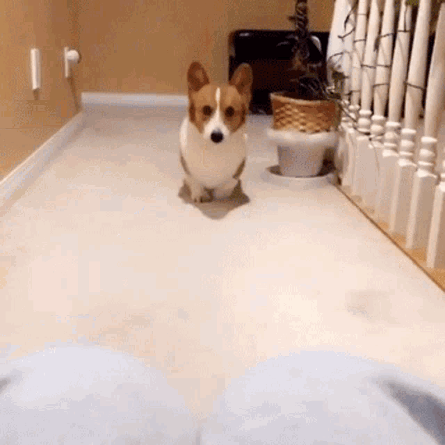 Cuddles Attention GIF - Cuddles Attention Cute GIFs