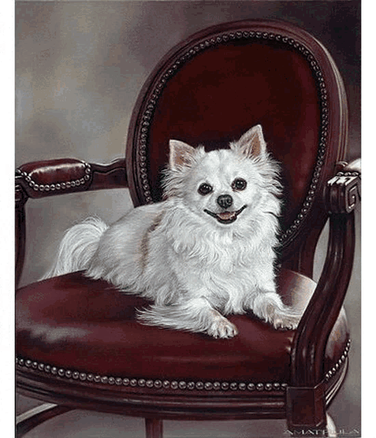 a small white dog is sitting on a red chair .