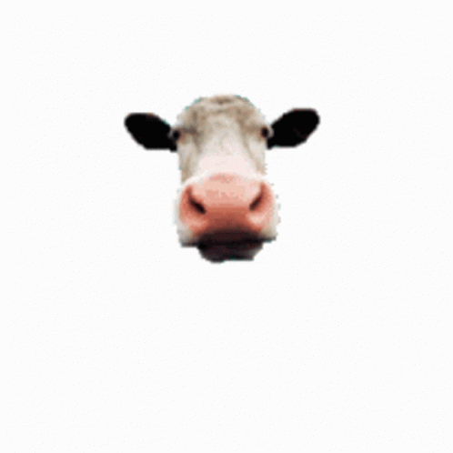 Licking Cow GIF - Licking Cow Tongue Out GIFs