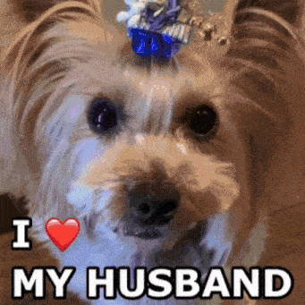 a dog says i love my husband and has a heart on its head