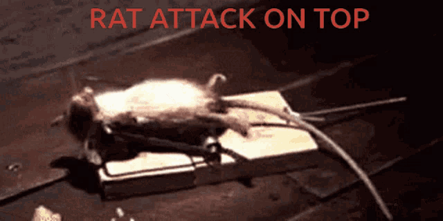 Rat Attack GIF