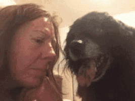 a woman and a dog are looking at each other . the dog is licking the woman 's face .