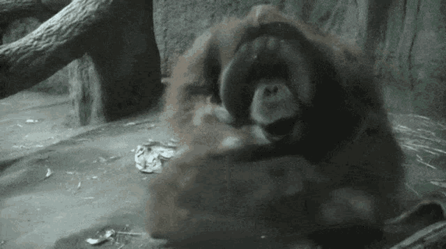 Orangutan Orangutan Baby GIF - Orangutan Orangutan Baby Orangutan Fight GIFs