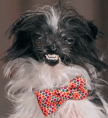a small black and white dog wearing a colorful bow tie looks at the camera