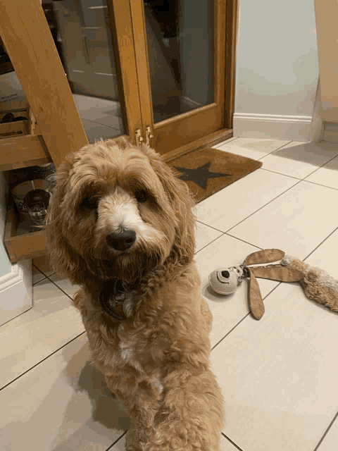 a brown and white dog is sitting in front of a door with a star on it