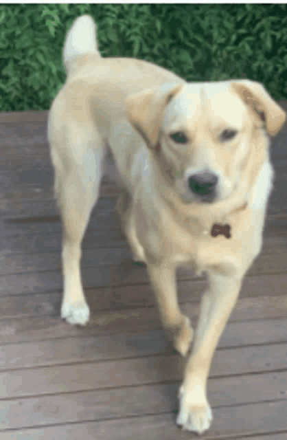 a dog standing on a wooden deck with a red tag that says m on it