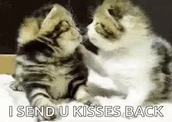 Kiss Kissy Cat GIF - Kiss Kissy Cat GIFs