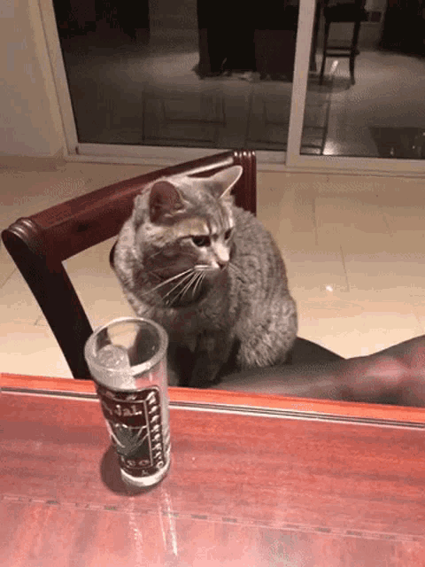a cat sits at a table next to a glass that says guinness