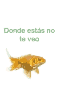a goldfish with the words donde estas no te veo above it