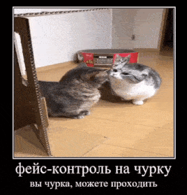 two cats are standing next to each other on the floor .