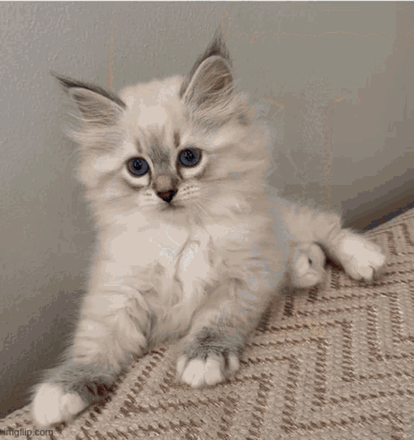 a cat sitting next to a string of pearls on a table