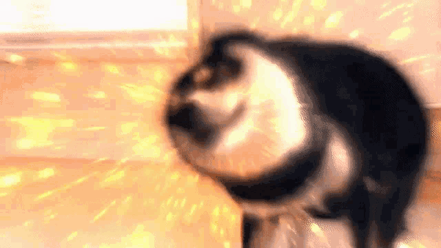 Shiba Inu Shiba Max GIF - Shiba Inu Shiba Max Shibenation GIFs