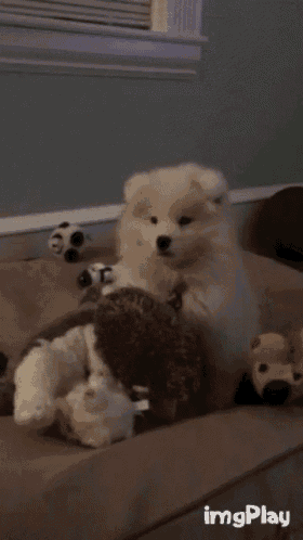 a white dog is playing with stuffed animals on a couch with imgplay written on the bottom right