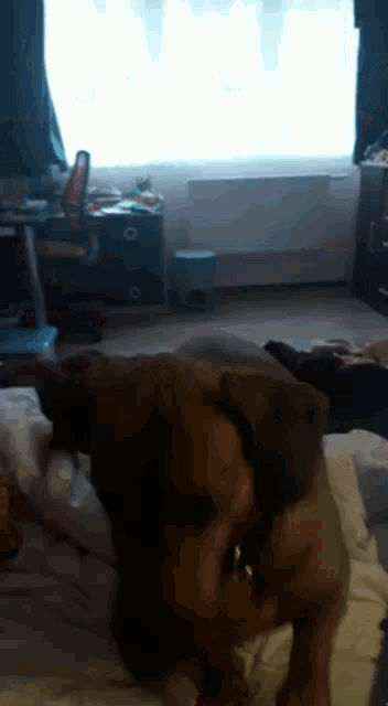 a brown dog is laying on a bed in a bedroom