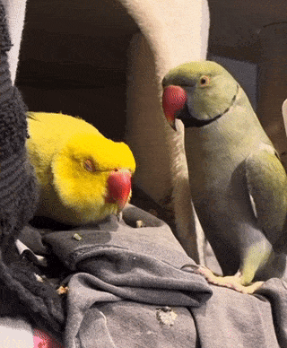 a yellow parrot with a red beak is sitting next to a green parrot with a red beak
