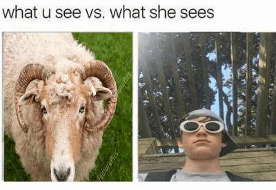 a ram and a man wearing sunglasses are standing next to each other on a grassy field .