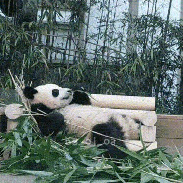 a panda bear is laying on a bench eating leaves